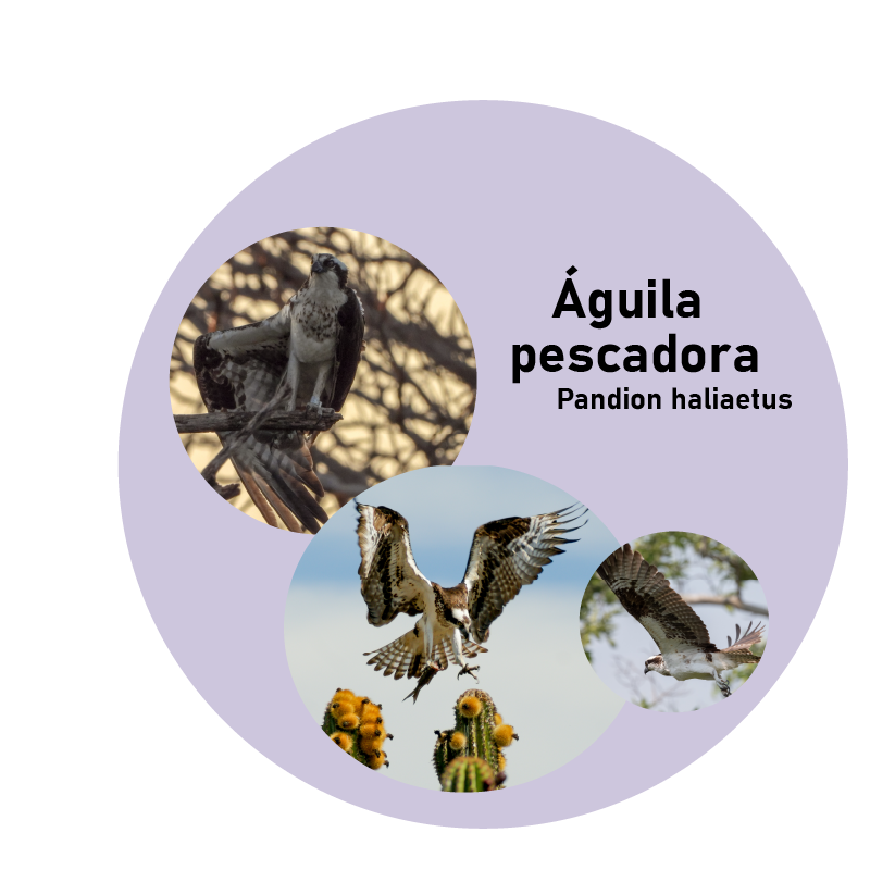 Águila pescadora (Pandion haliaetus)