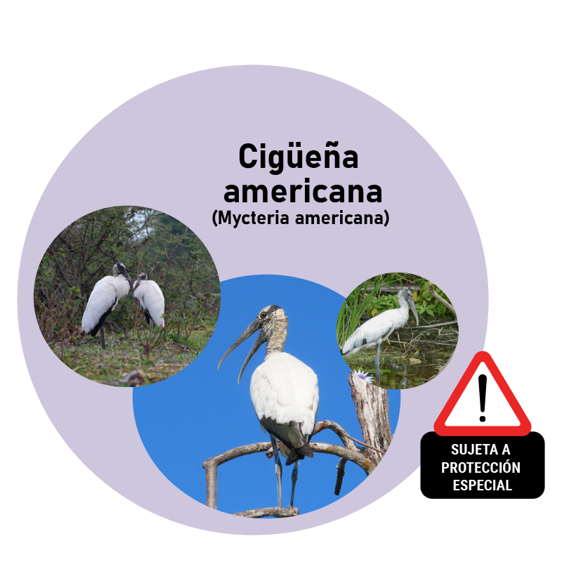 Cigüeña americana (mycteria americana)