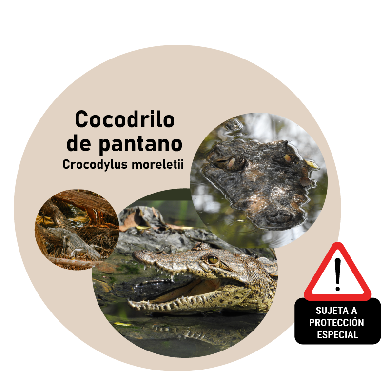 Cocodrilo de pantano (crocodylus moreletii)