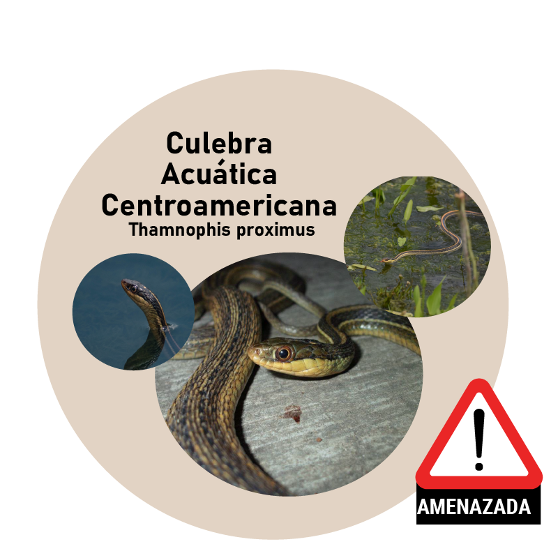 Culebra Acuática Centroamericana (Thamnophis proximus)