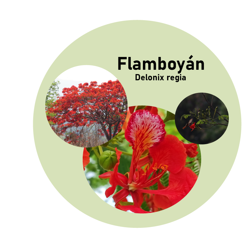 Flamboyán (delonix regia)