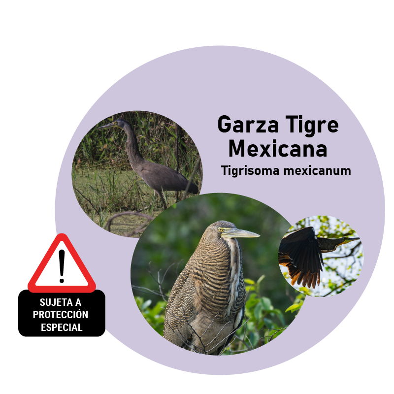 Garza Tigre Mexicana (Tigrisoma mexicanum)