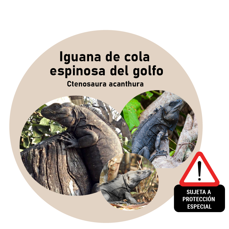 Iguana de cola espinosa del golfo (Ctenosaura acanthura)