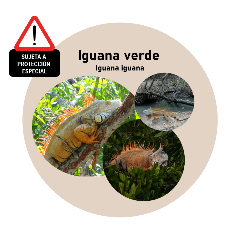 Iguana Verde (Iguana iguana)