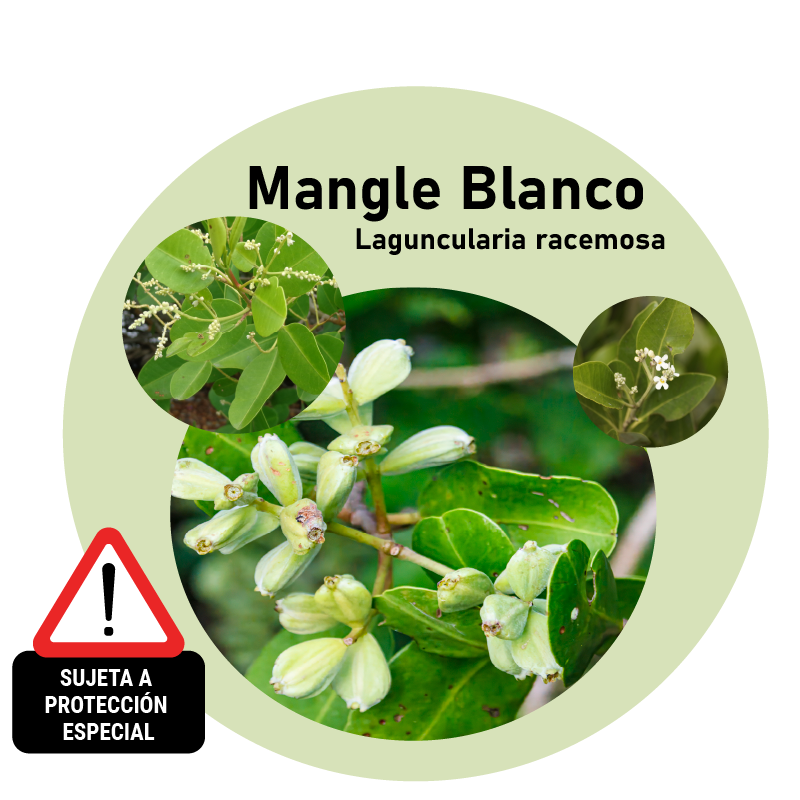 Mangle blanco (Laguncularia racemosa)
