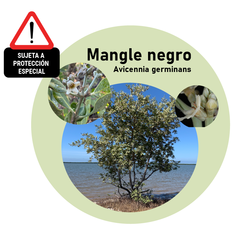 Mangle negro (Avicennia germinans)