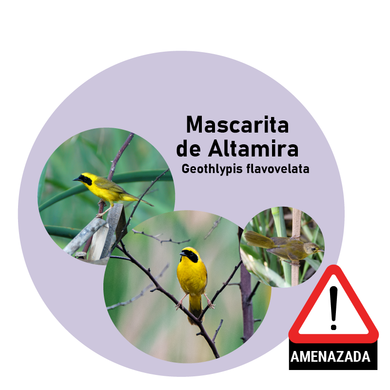 Mascarita de Altamira (Geothlypis flavovelata)