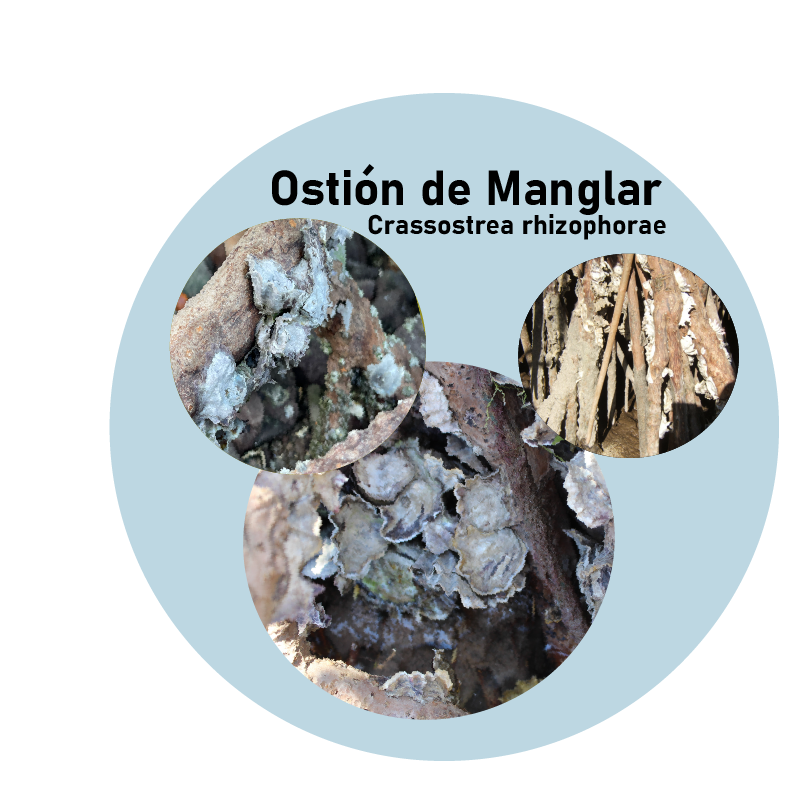 Ostión de Manglar (Crassostrea rhizophorae)