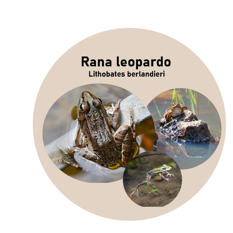Rana leopardo (Lithobates berlandieri)