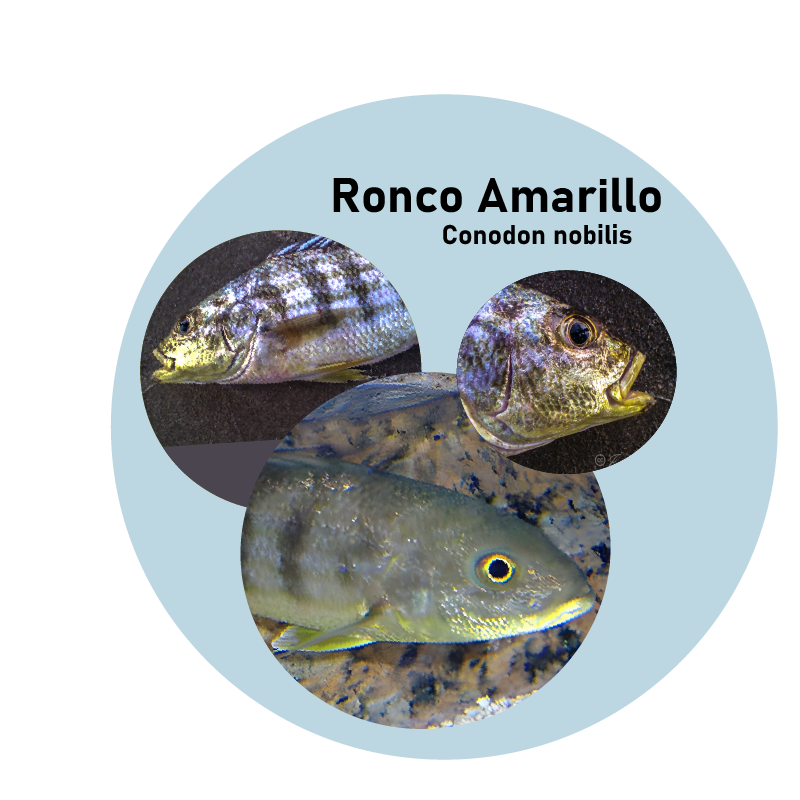 Ronco amarillo (Conodon nobilis)