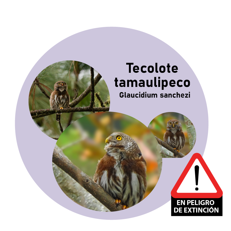 Tecolote tamaulipeco (Glaucidium sanchezi)
