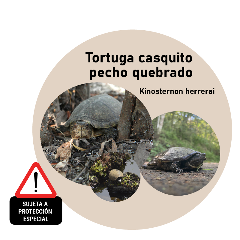 Tortuga casquito pecho quebrado (Kinosternon herrerai)